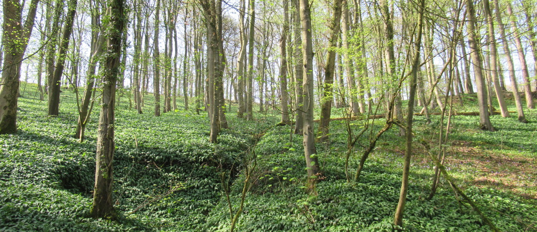 banner image of surroundings